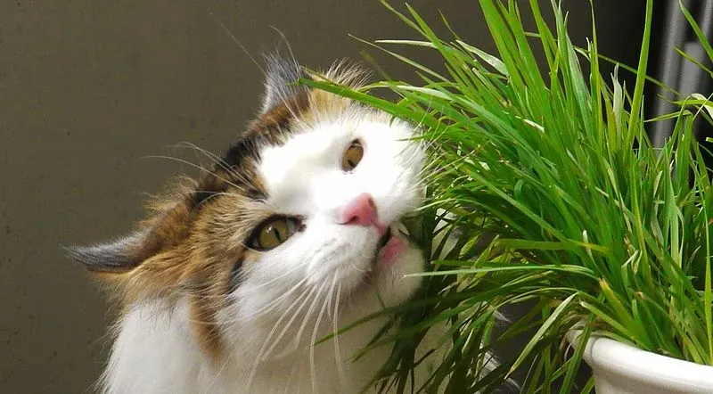 Best Fed Cats - image of calico cat noshing grass 