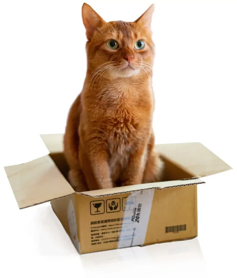 Best Fed Cats - image of a cat sitting in a box