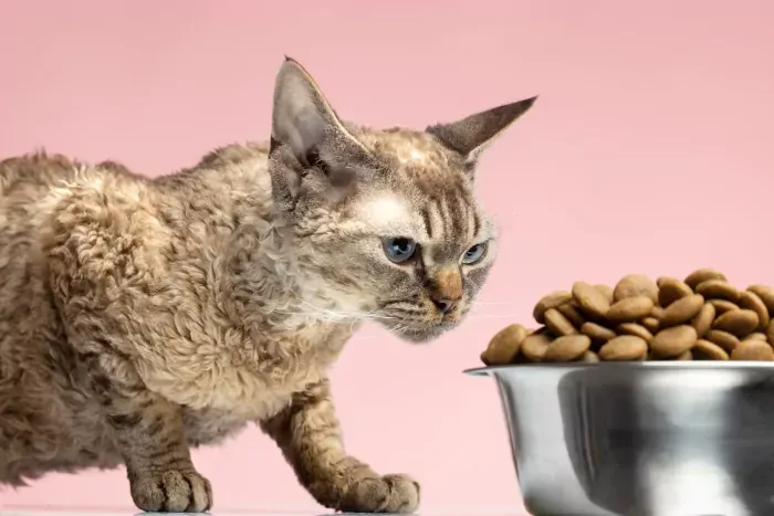 Best Fed Cats - image of a cat crouching in front of a large bowl of kibble