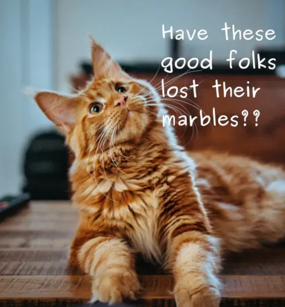 Best Fed Cats - image of cat looking confused with words "have these good folks lost their marbles?" printed in the corner 