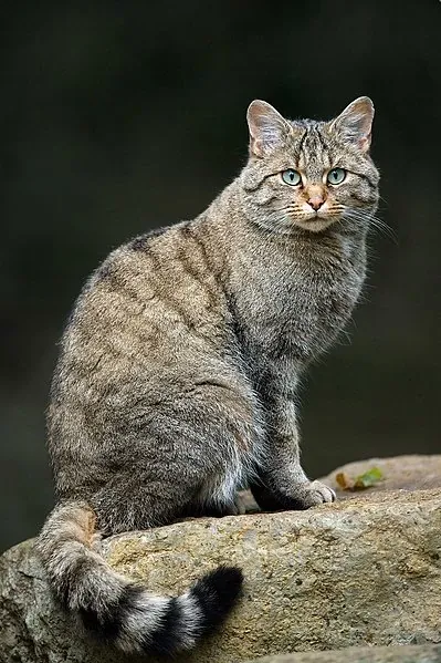 Best Fed Cats - image of Felis silvestris silvestris  - the European small wildcat.