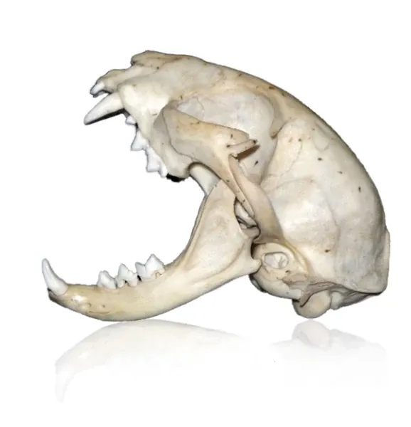 Best Fed Cats - Image of gaping cat skull displaying unique dentition