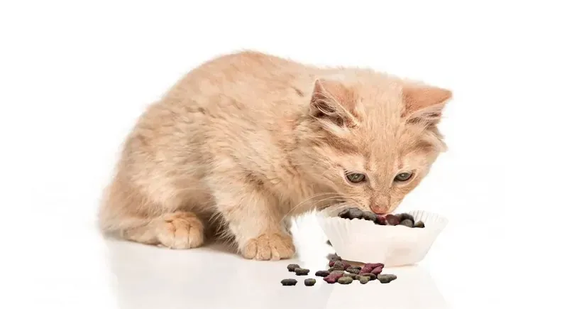 Best Fed Cats - image of kitten eating kibble