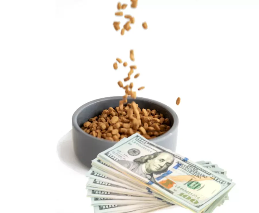 Best Fed Cats - image of a stack of one hundred dollar banknotes in front of dry food bowl