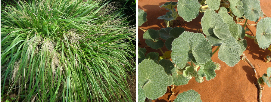 Best Fed Cats - images of Eragrostis sp. and Radyera urens naturally favoured by Southern African wildcat