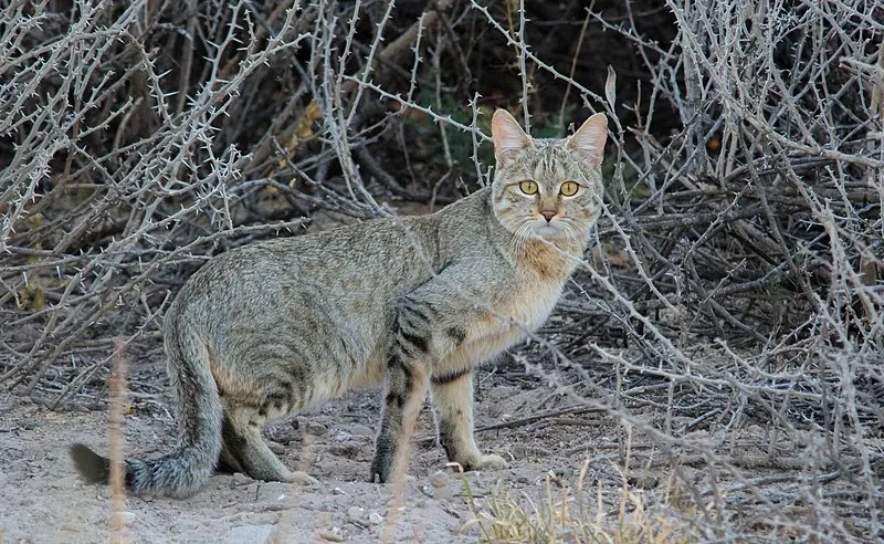 Best Fed Cats - image of southern African wildcat 