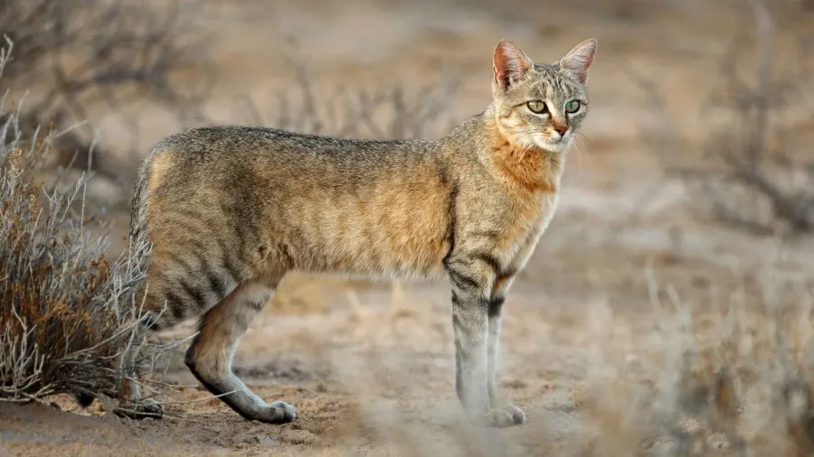 Best Fed Cats - image of the African Wildcat in its natural habitat 