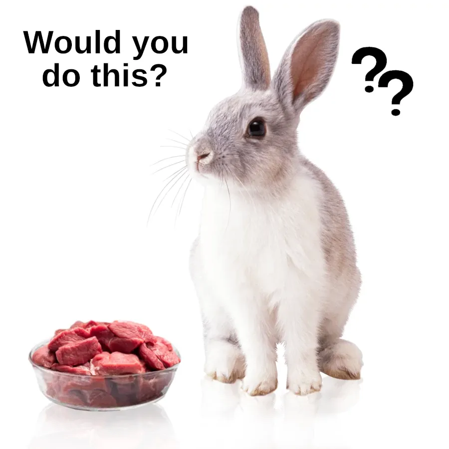 Best Fed Cats - image of a rabbit sitting next to a bowl of raw meat with the words "Would you do This? 