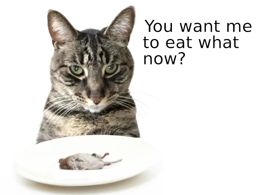 Best Fed Cats - image of a cat staring at a mouse on his plate with a puzzled expression