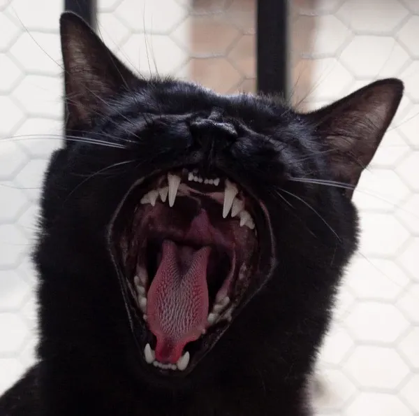 Best Fed Cats - image of black kitten yawning