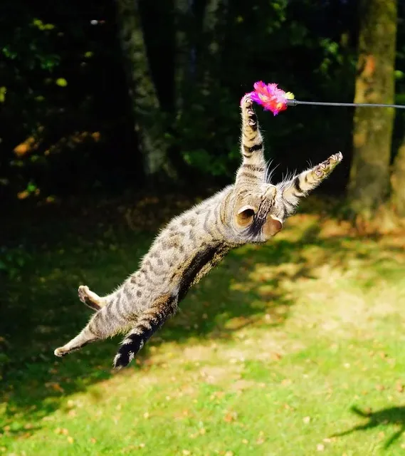 Best Fed Cats - image of cat leaping after toy 