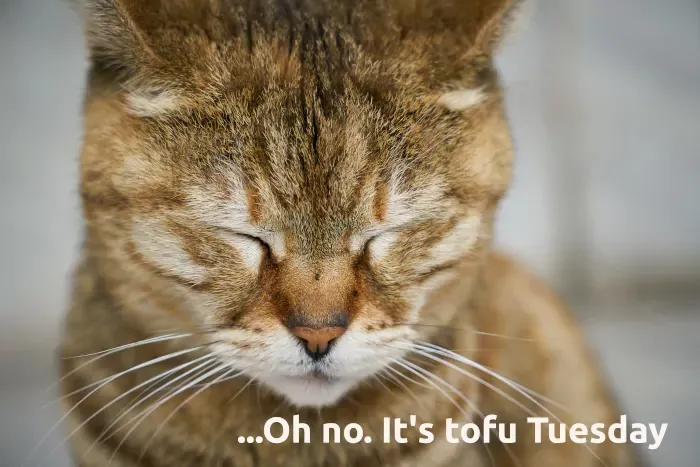 Best Fed Cats - image of upset cat with eyes closed, remembering that it's tofu Tuesday