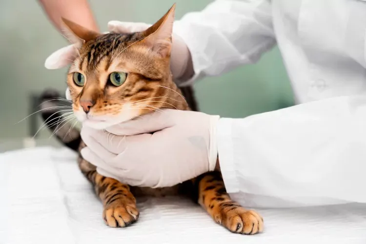 Best Fed Cats - image of cat being examined by veterinarian