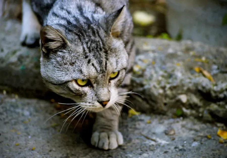 Best Fed Cats - image of focused, stalking cat 