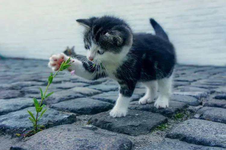 Best Fed Cats - kitten playing with flowering weed protruding from paving bricks