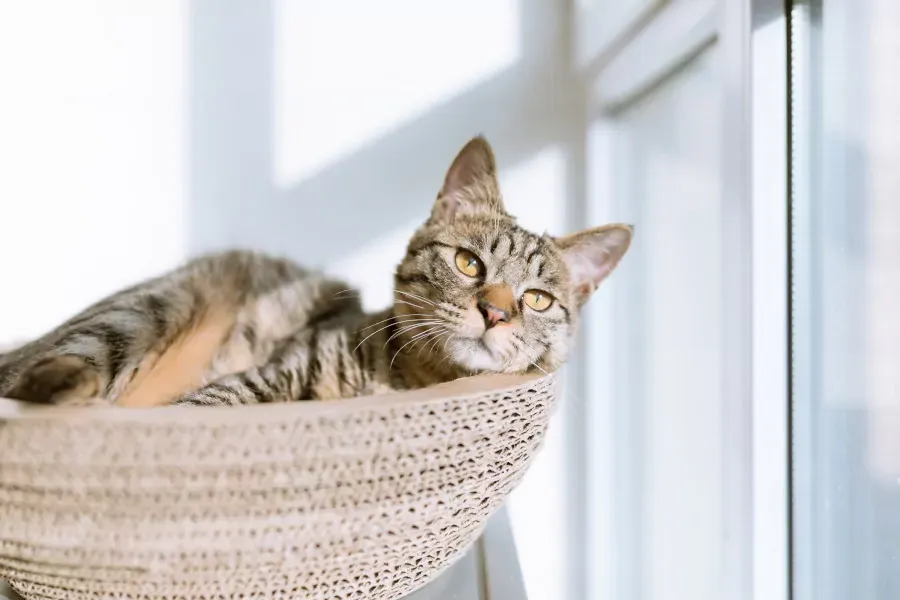 Best Fed Cats - Image of cat resting in an indoor cat tree basket