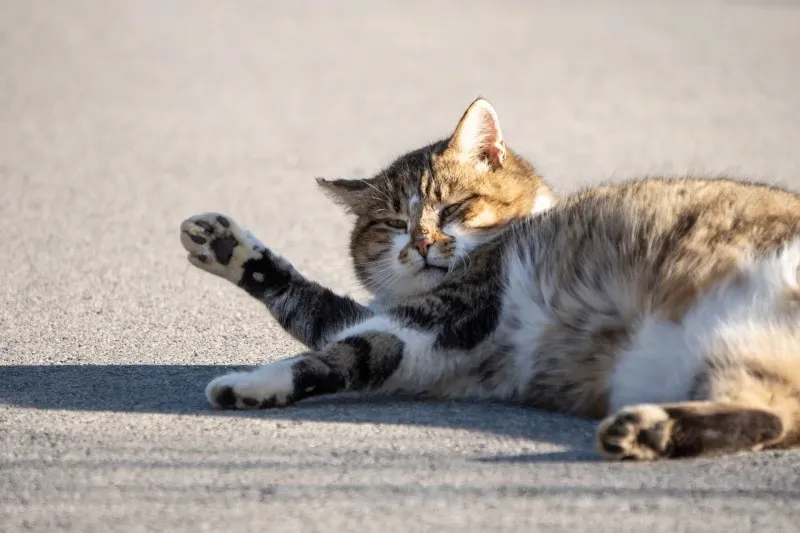 Best Fed Cats - image of obese, grumpy house cat