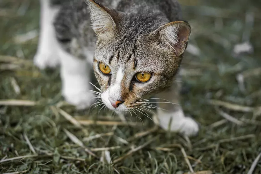 Best Fed Cats - Image of stalking cat 