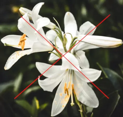 Best Fed Cats - image of white lilies with red cross drawn over to signify danger