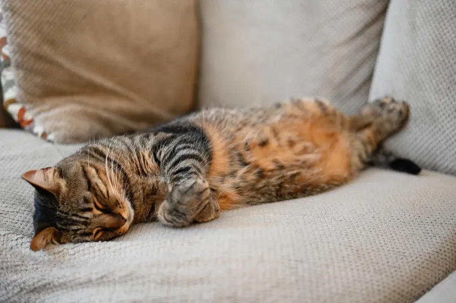 Best Fed Cats - image of mackerel tabby cat sleeping on couch