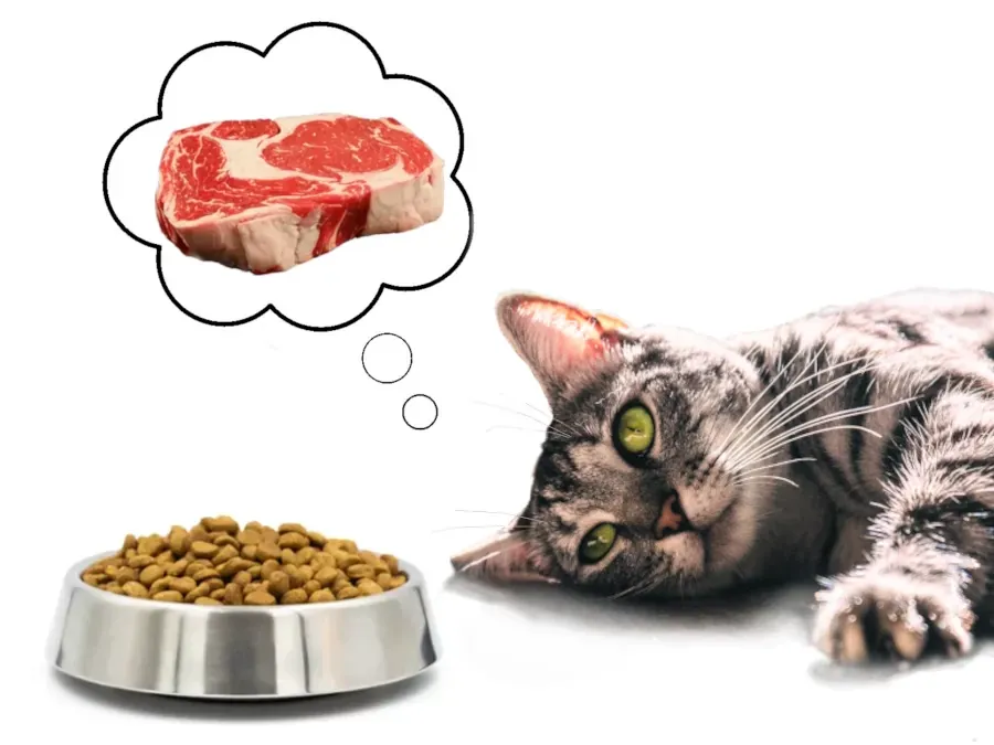 Best Fed Cats - image of cat staring at a bowl of kibble while dreaming of fresh meat