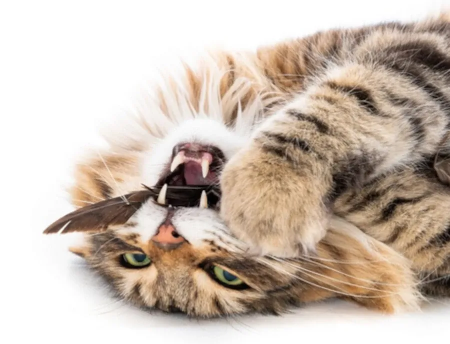 Best Fed Cats – Photo of beautiful long-haired cat playing with a feather and showing off pearly white teeth