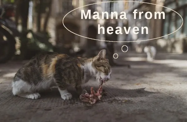 Best Fed Cats - image of cat eating meat with thought bubble caption "Manna from heaven"