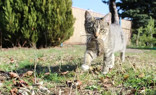 Best Fed Cats - image of kitten with freshly caught mouse