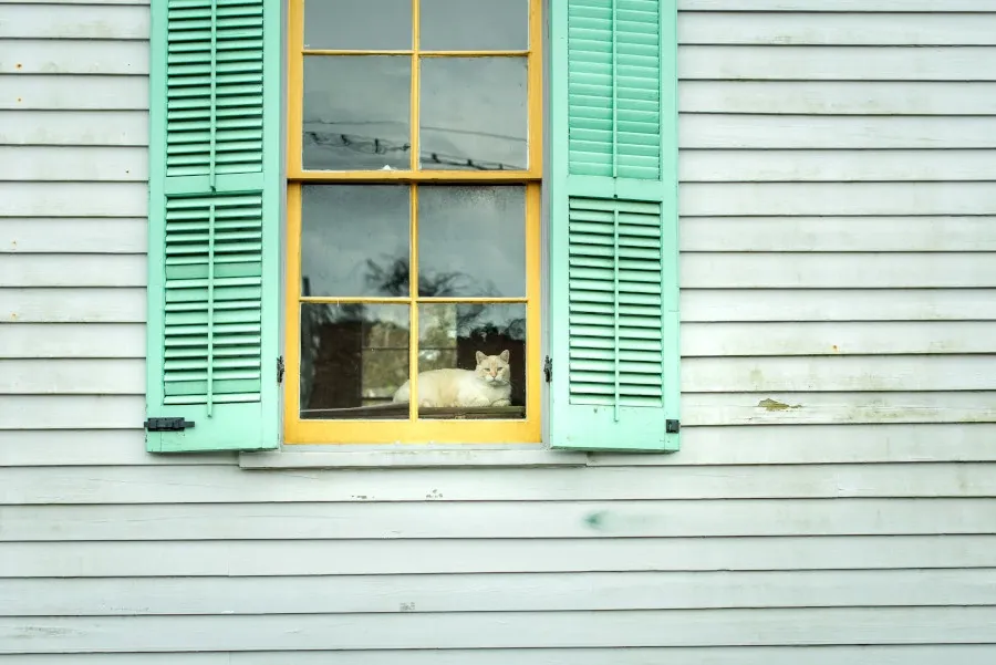 Best Fed Cats - image of house cat in window