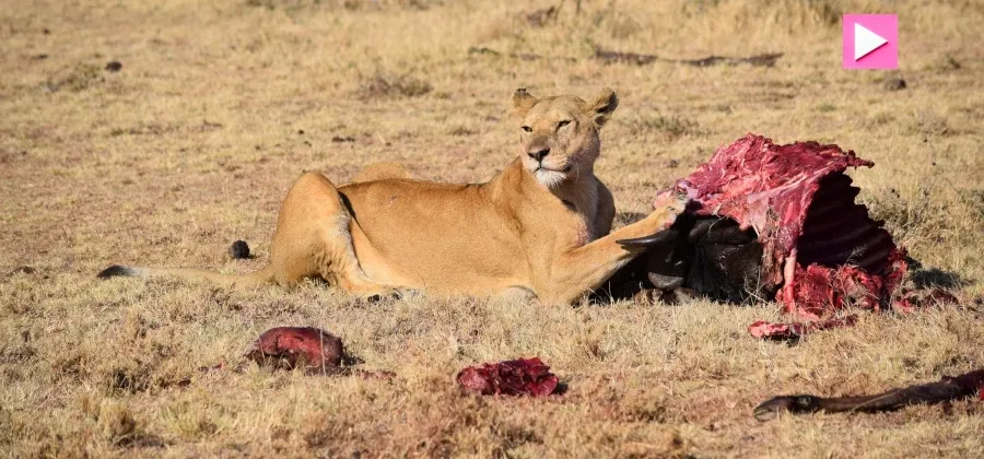 Best Fed Cats - image of lioness feeding on carcass