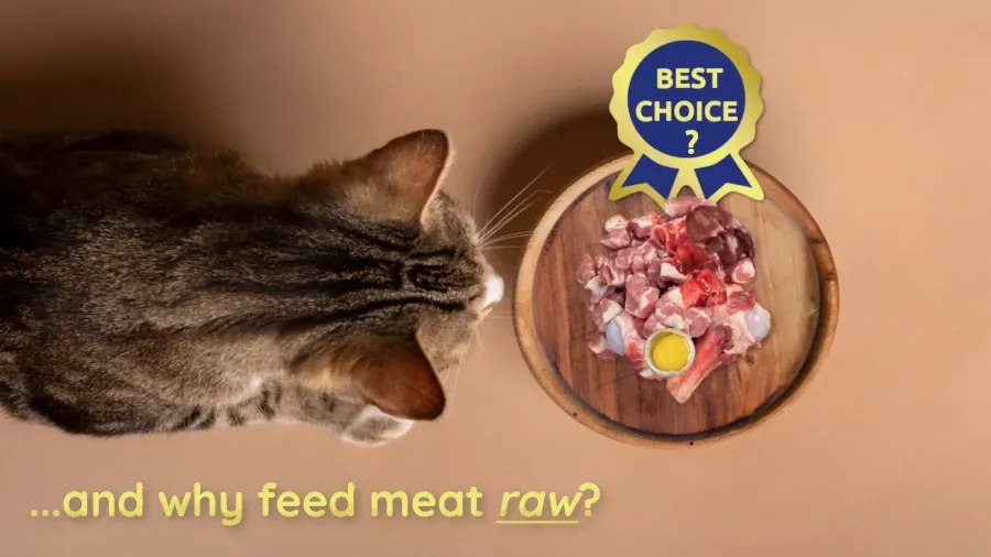 Best Fed Cats - Image of beautiful tabby cat sitting in front of a bowl of raw food