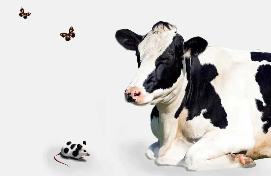 Intro #5: A Cow is not a Mouse