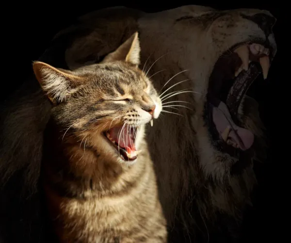  Best Fed Cats - image of lion and tabby cat yawning