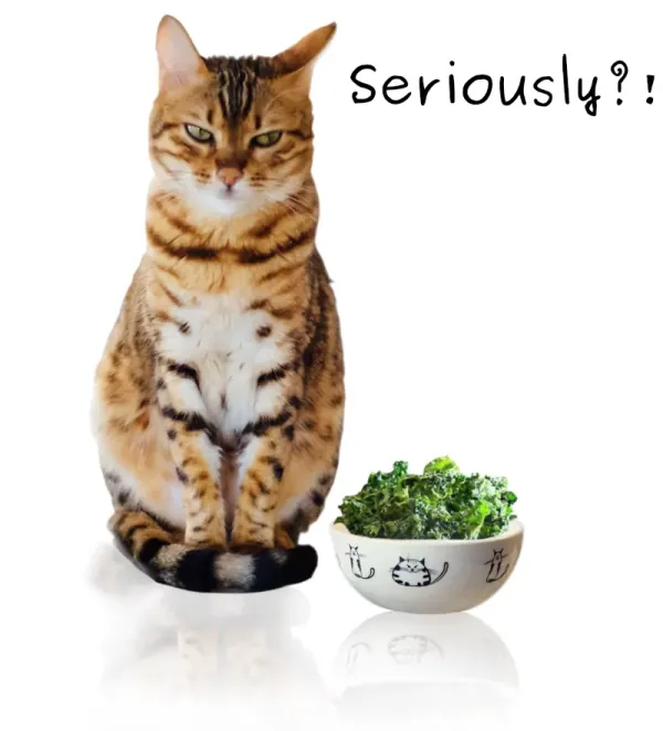 Best Fed Cats  - Image of cat giving a bowl of salad the side eye with word 'seriously?' printed in the corner