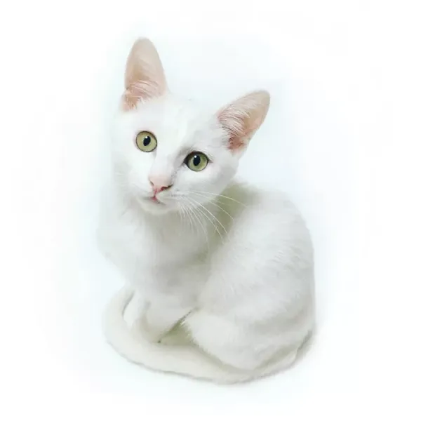 Best Fed Cats - image of a beautiful white cat