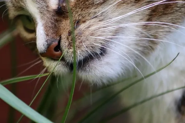 Best Fed Cats - close-up image of a cat eating grass 