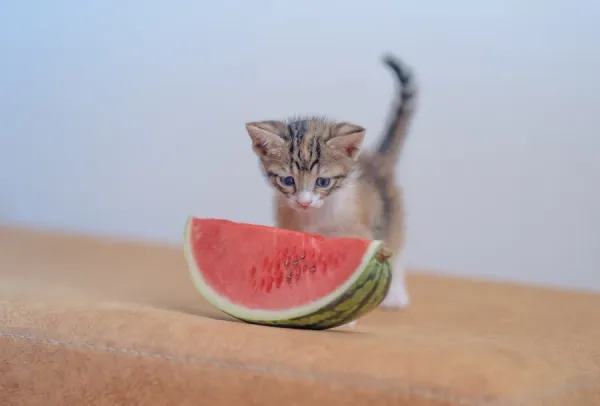Best Fed Cats - image of kitten perplexedly staring at a huge slice of watermelon