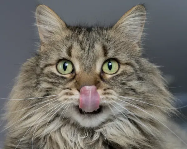 Best Fed Cats - Close-up image of Norwegian Forest Cat licking lips