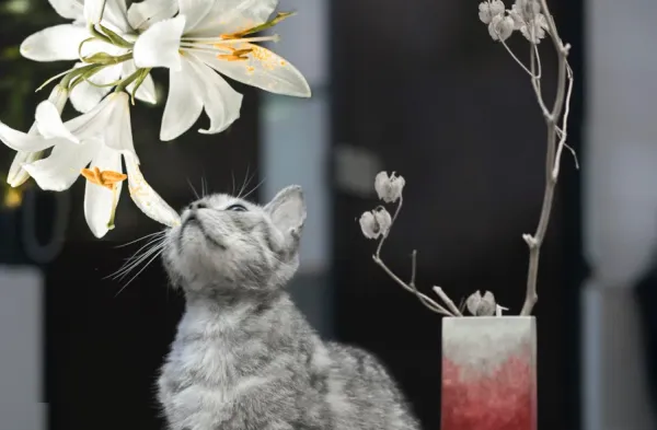Best Fed Cats - beautiful grey tabby cat looking up at white Easter lilies
