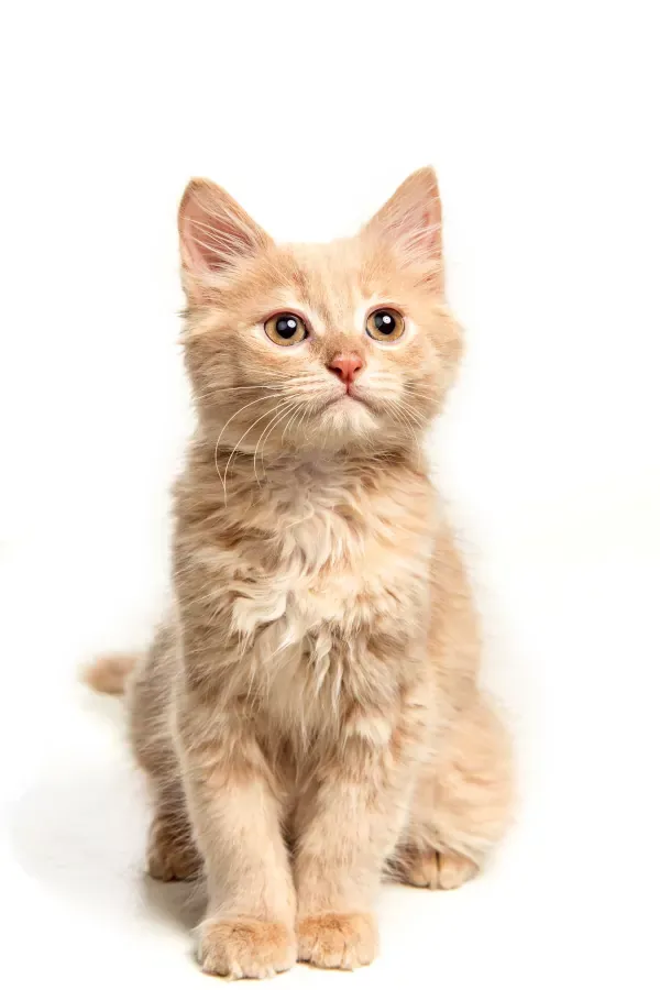 Best Fed Cats - image of fluffy ginger tabby kitten