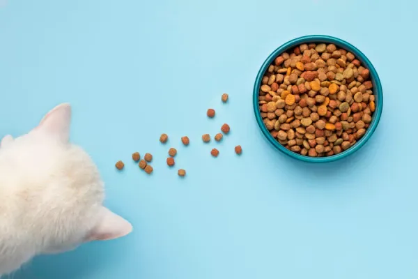 Best Fed Cats - image of white kitten with bowl of kibble