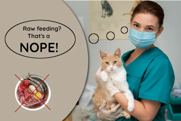 Best Fed Cats – image of veterinarian with ginger cat saying “Nope” to raw feeding
