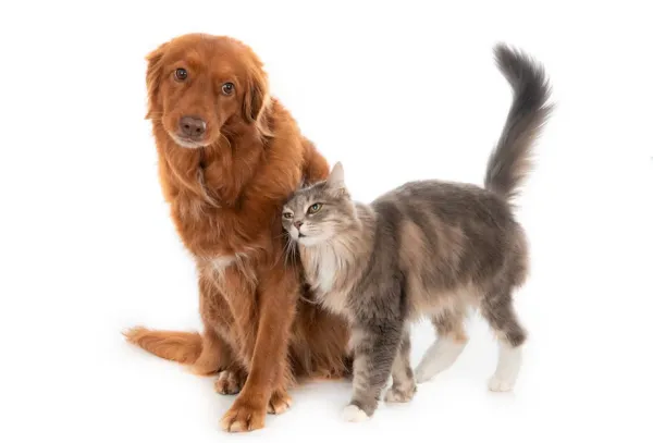 Best Fed Cats - image of a domestic long haired cat and retriever dog being besties 