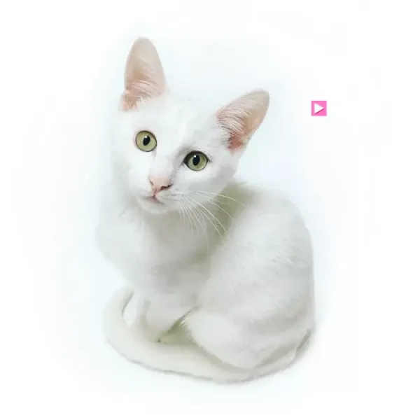 Best Fed Cats - image of a beautiful white cat with caprivating green eyes