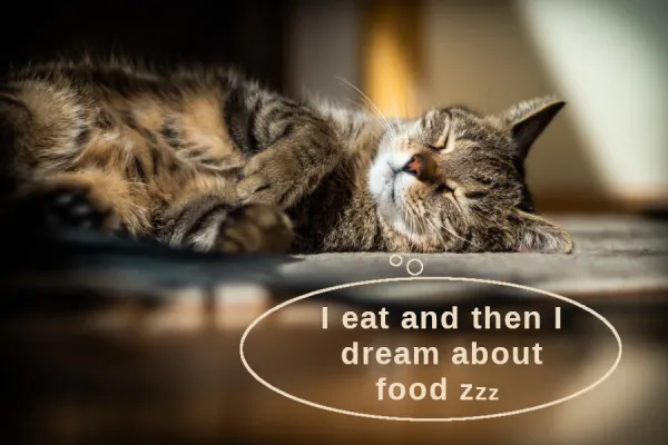 Best Fed Cats - image of tabby cat sleeping peacefully after devouring raw food and then dreaming about more food